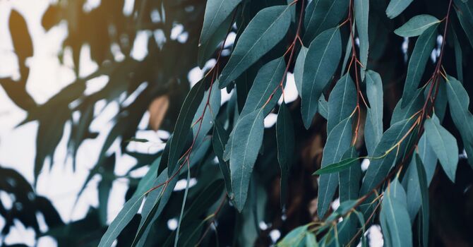 Hyperbaric Oxygen Therapy